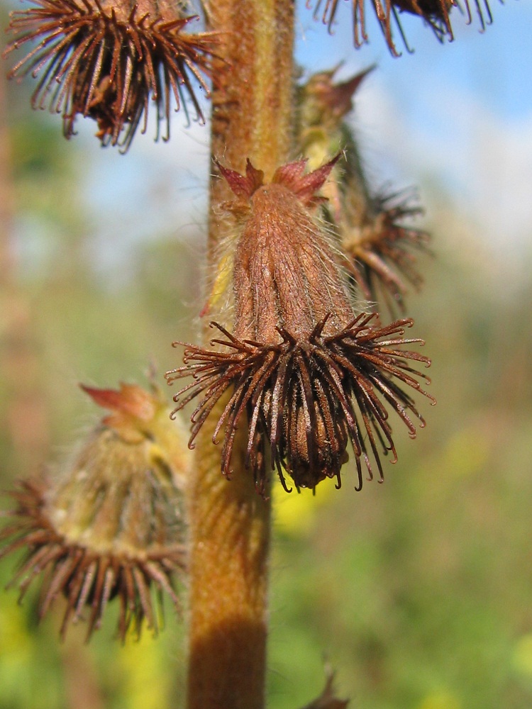 Image of Agrimonia eupatoria specimen.