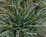 Sesleria caerulea