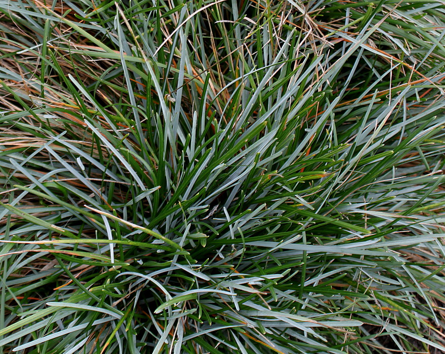 Изображение особи Sesleria caerulea.