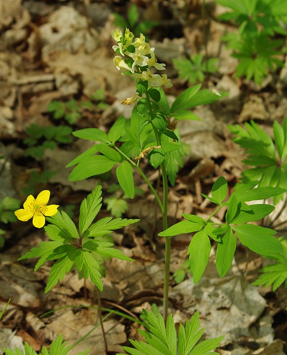 Image of Corydalis marschalliana specimen.