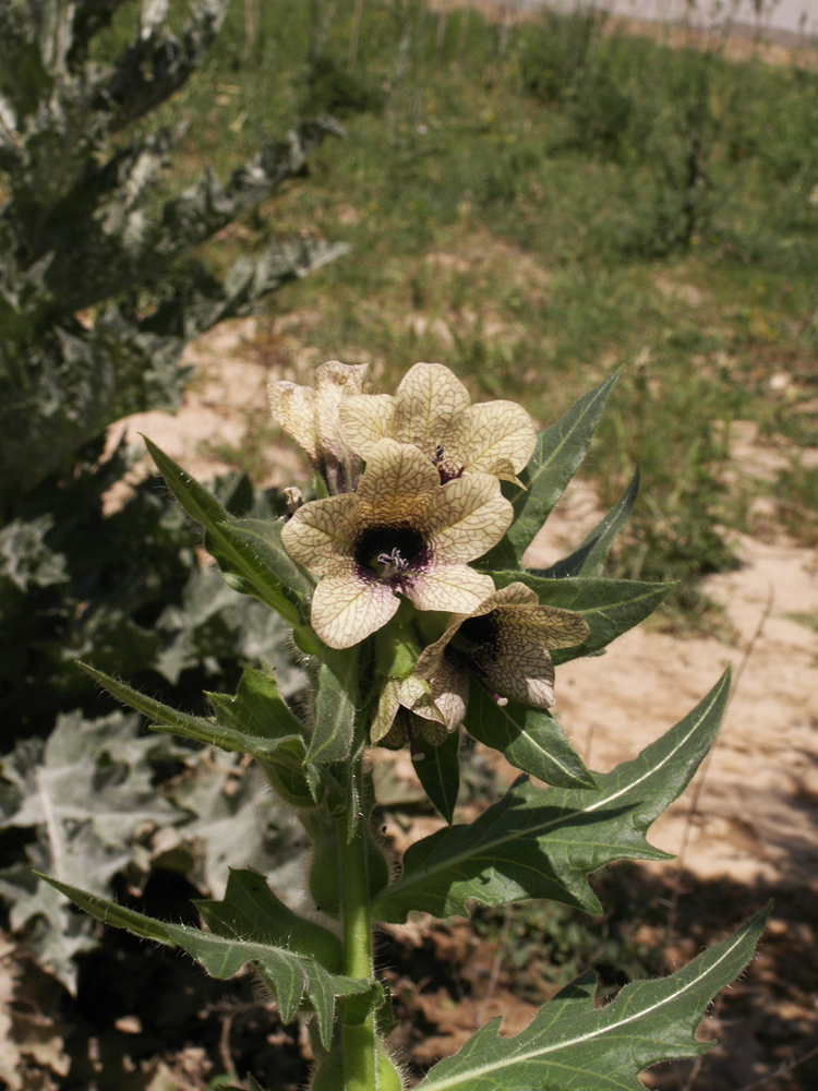 Изображение особи Hyoscyamus niger.