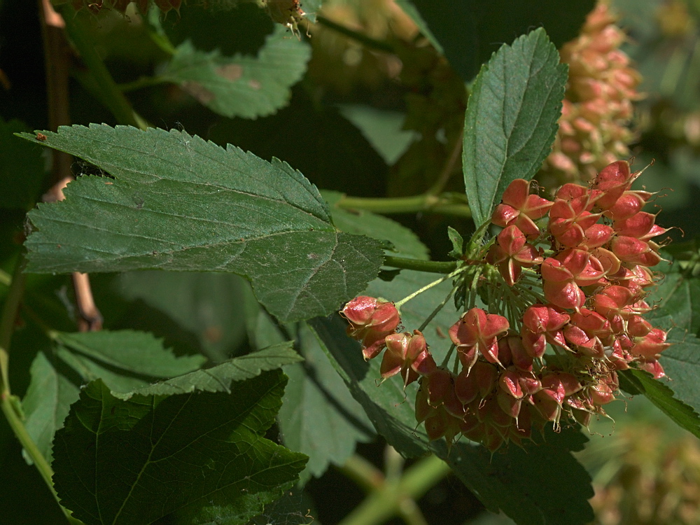 Изображение особи Physocarpus opulifolius.