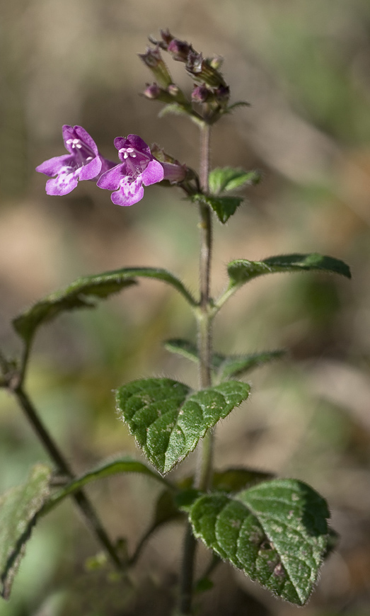 Image of Clinopodium nepeta specimen.