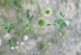 Medicago laciniata