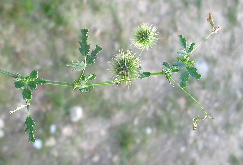 Image of Medicago laciniata specimen.