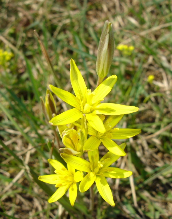 Изображение особи Gagea pauciflora.