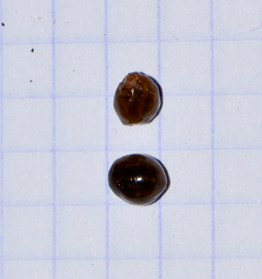 Image of Carica papaya specimen.