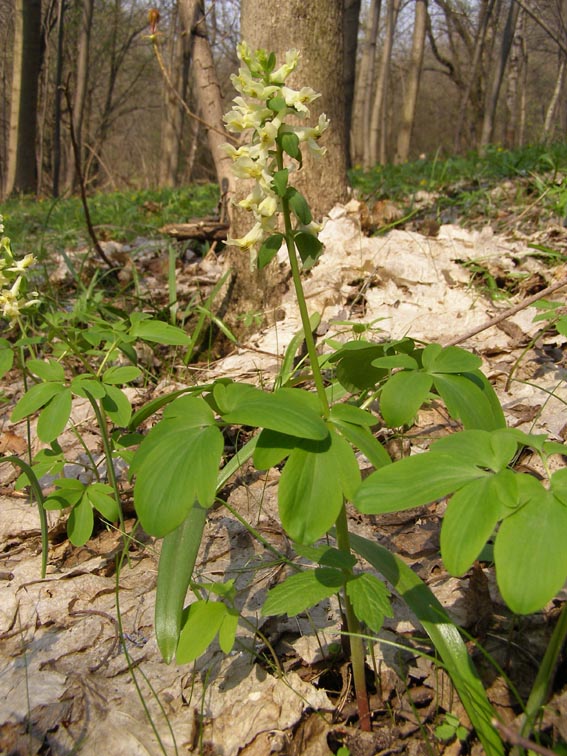 Изображение особи Corydalis marschalliana.