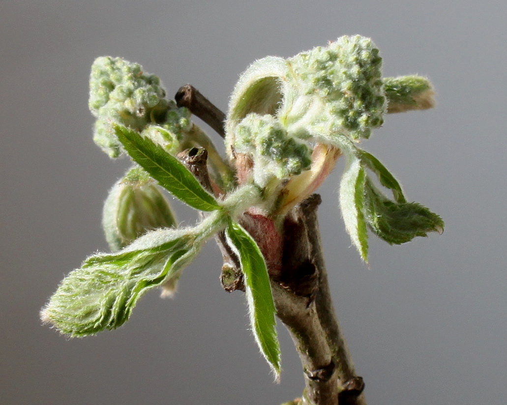 Image of Sorbus aucuparia specimen.