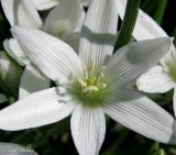 Ornithogalum refractum