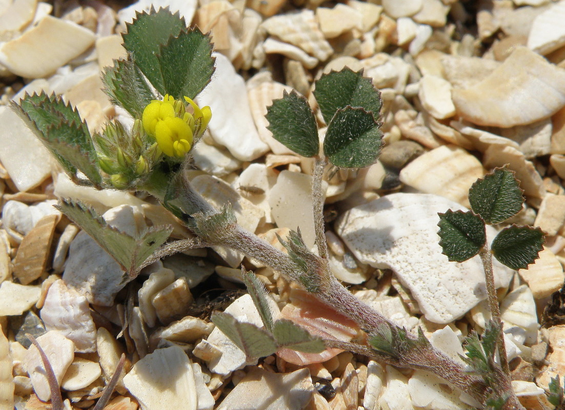 Image of Trigonella monspeliaca specimen.