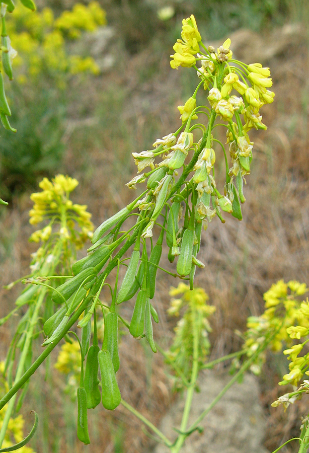 Изображение особи Isatis tinctoria.