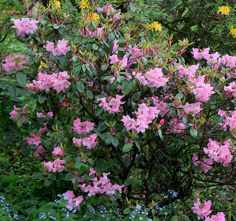 Изображение особи род Rhododendron.