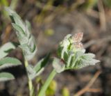 Astragalus frigidus. Развивающийся генеративный побег. Окр. г. Мурманск, склон сопки в поясе кустарничковой тундры. 02.06.2013.