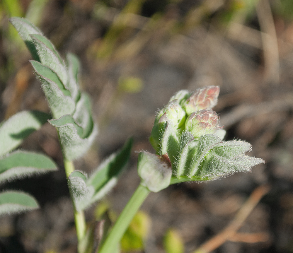 Изображение особи Astragalus frigidus.