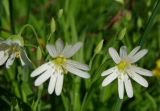 Stellaria holostea