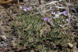 Limonium caspium