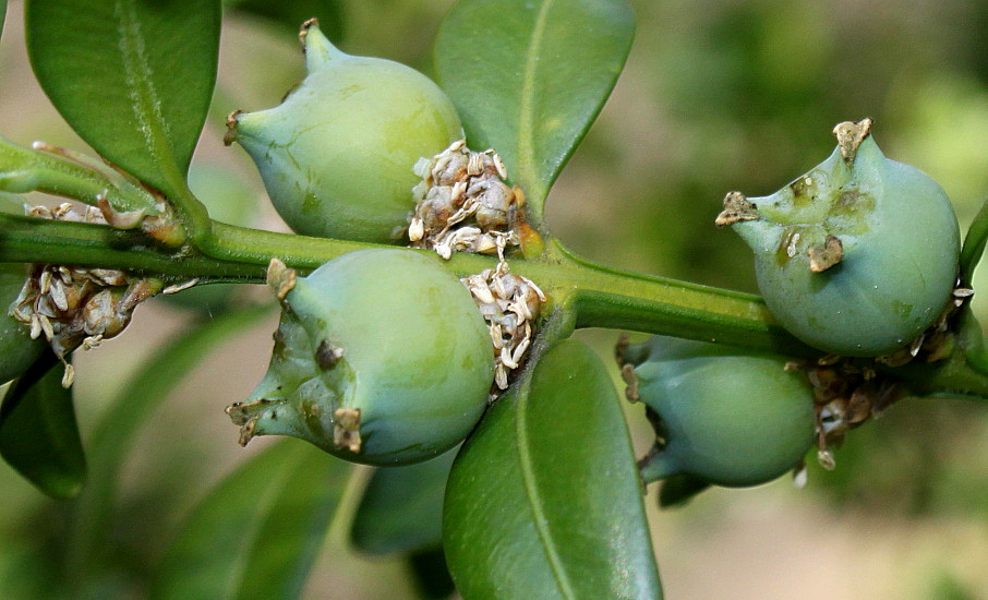 Изображение особи род Buxus.