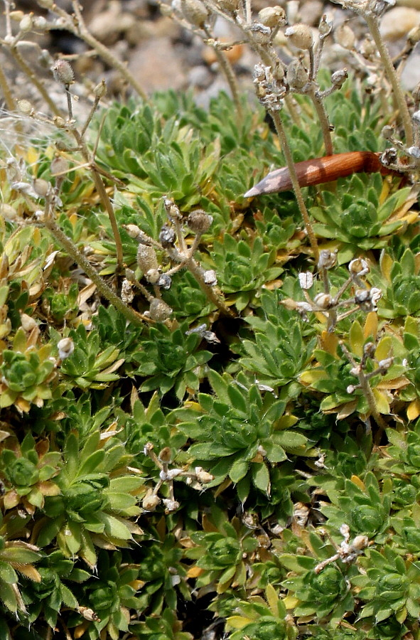 Image of Draba bruniifolia specimen.