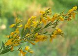 Genista tinctoria