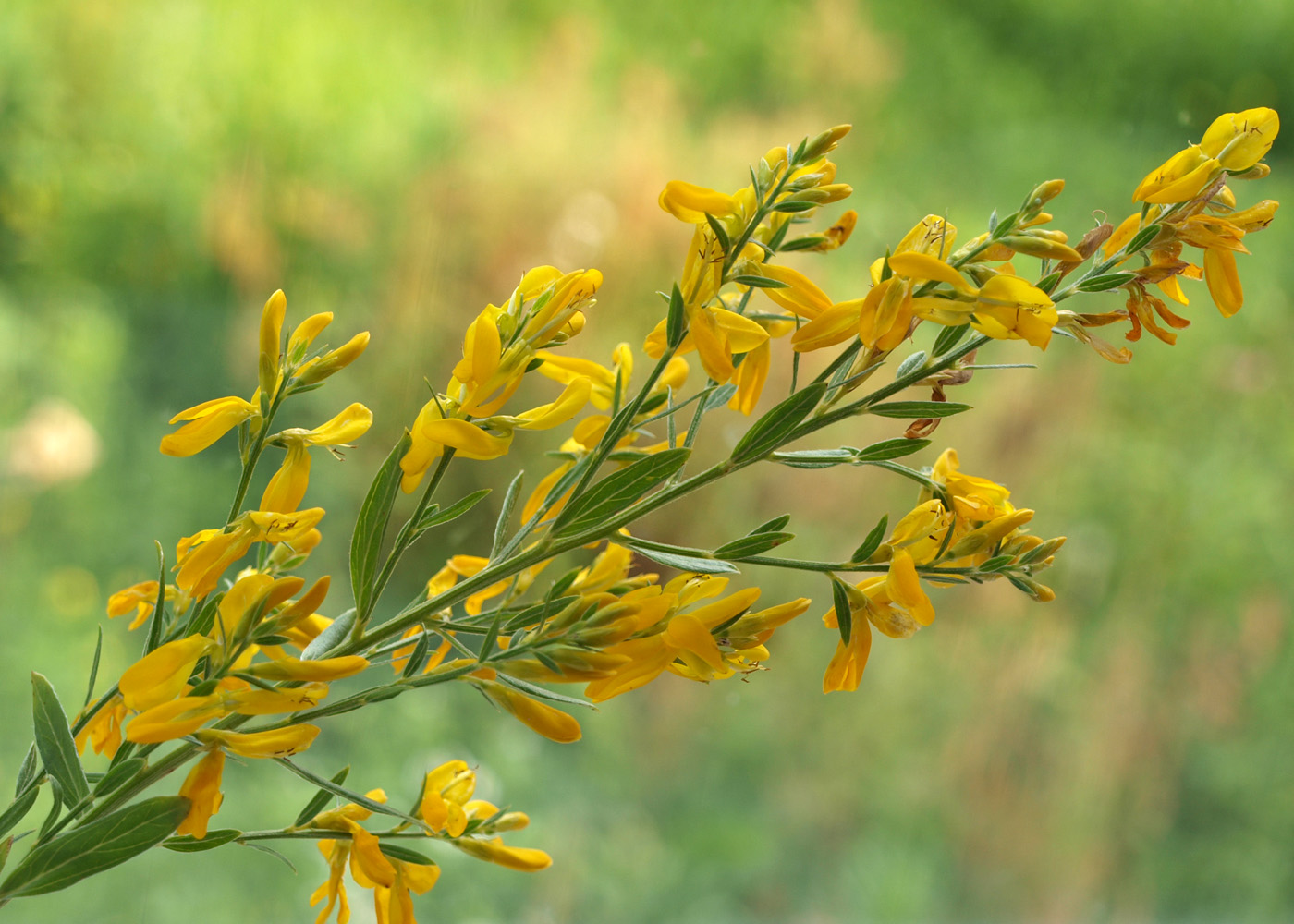 Изображение особи Genista tinctoria.