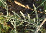 Centaurea sterilis. Лист. Крым, Симферополь, Петровские скалы. 14.06.2013.