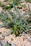 Astragalus virens