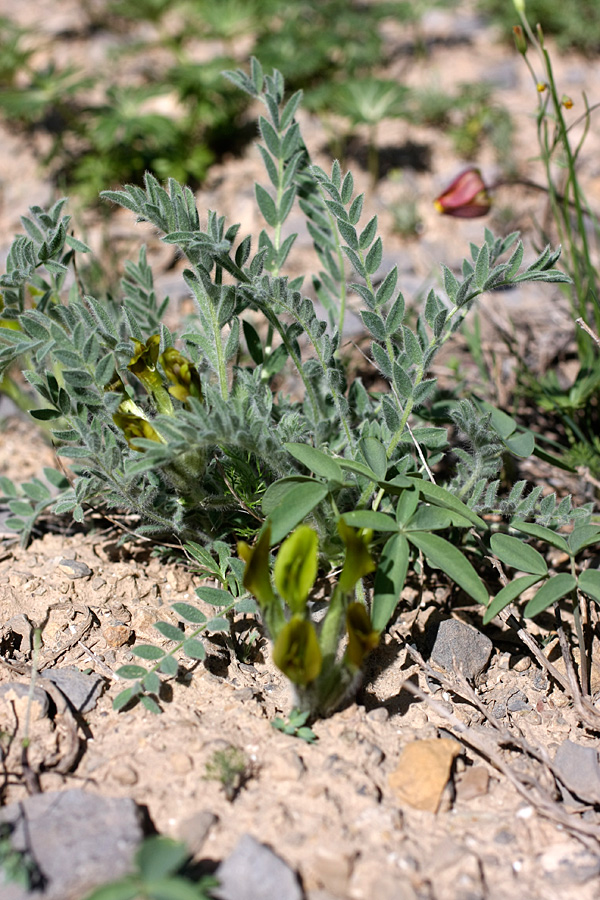 Изображение особи Astragalus virens.