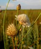 Cephalaria transsylvanica