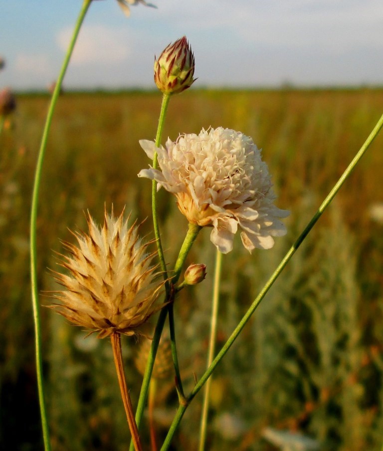 Image of Cephalaria transsylvanica specimen.