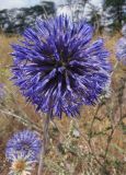 Echinops ruthenicus