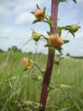 Verbascum blattaria