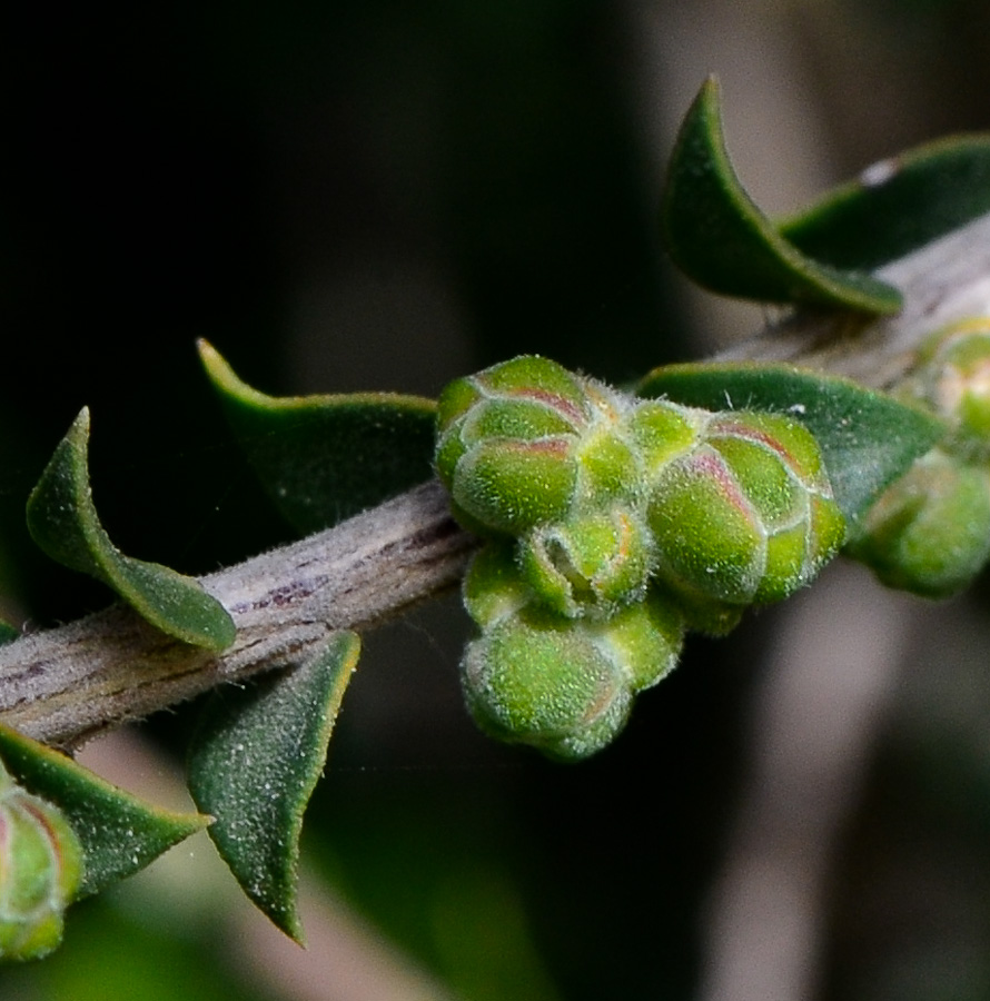 Image of Melaleuca cardiophylla specimen.