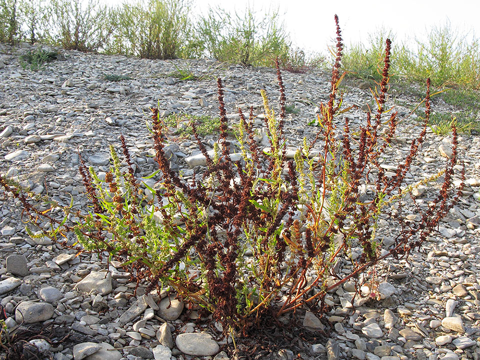 Изображение особи Rumex halacsyi.