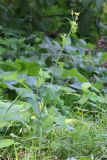 Sonchus oleraceus