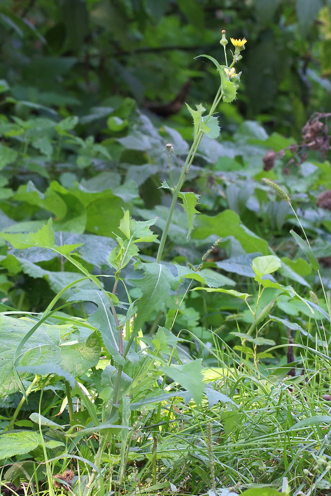 Изображение особи Sonchus oleraceus.
