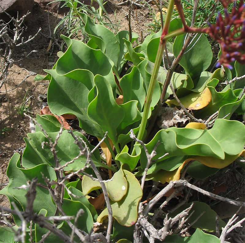 Image of Limonium frutescens specimen.