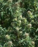 Ambrosia artemisiifolia
