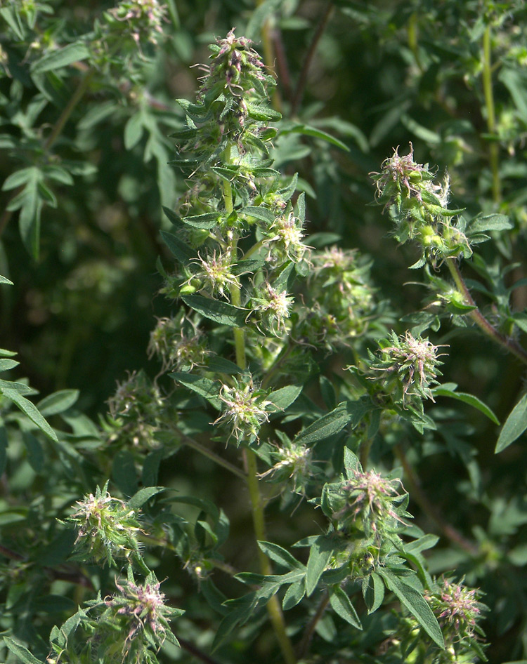 Image of Ambrosia artemisiifolia specimen.