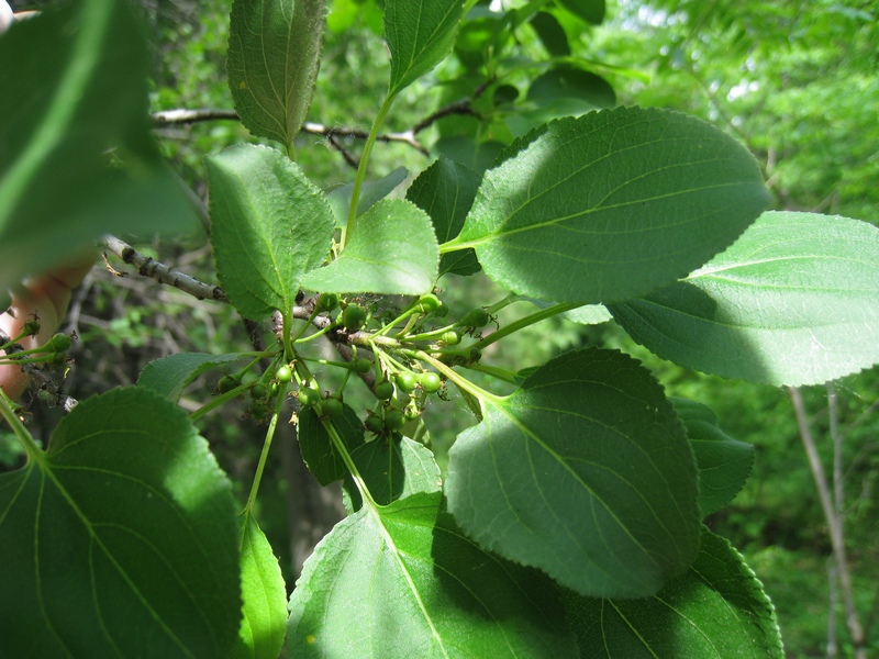 Image of Rhamnus cathartica specimen.