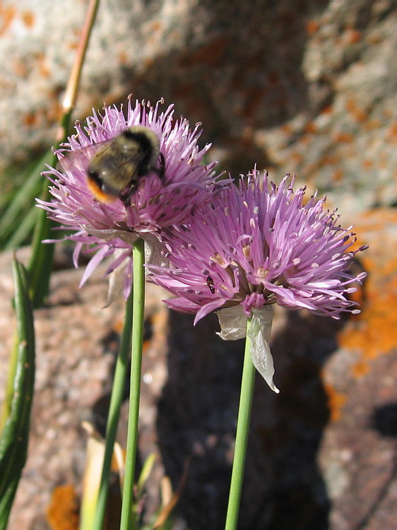 Изображение особи Allium platyspathum.