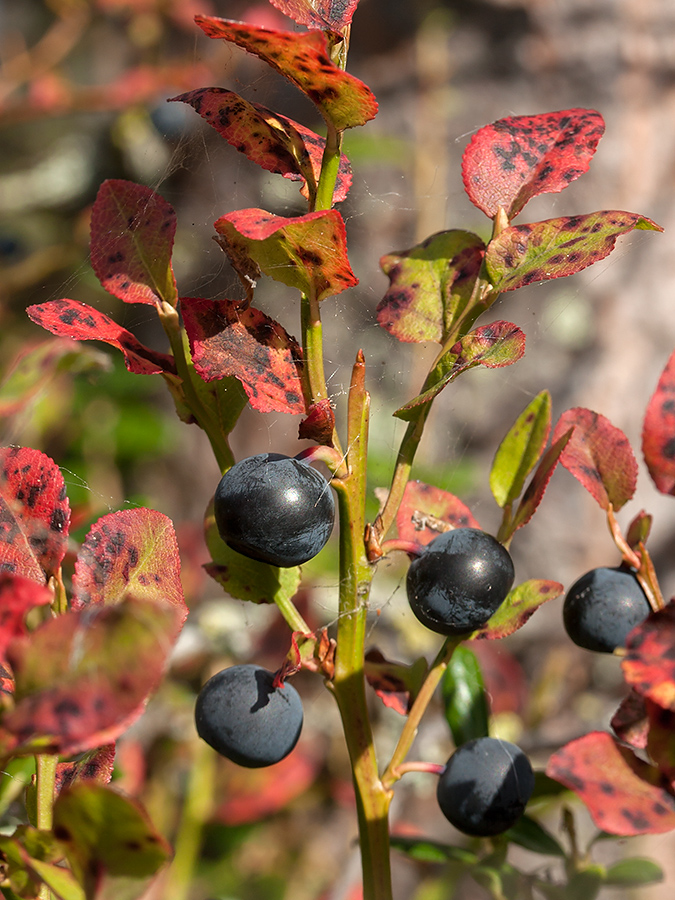 Image of Vaccinium myrtillus specimen.