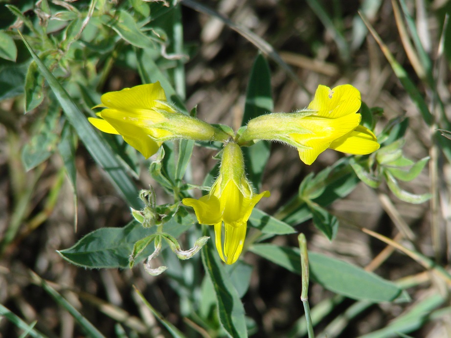 Image of Thermopsis lanceolata specimen.