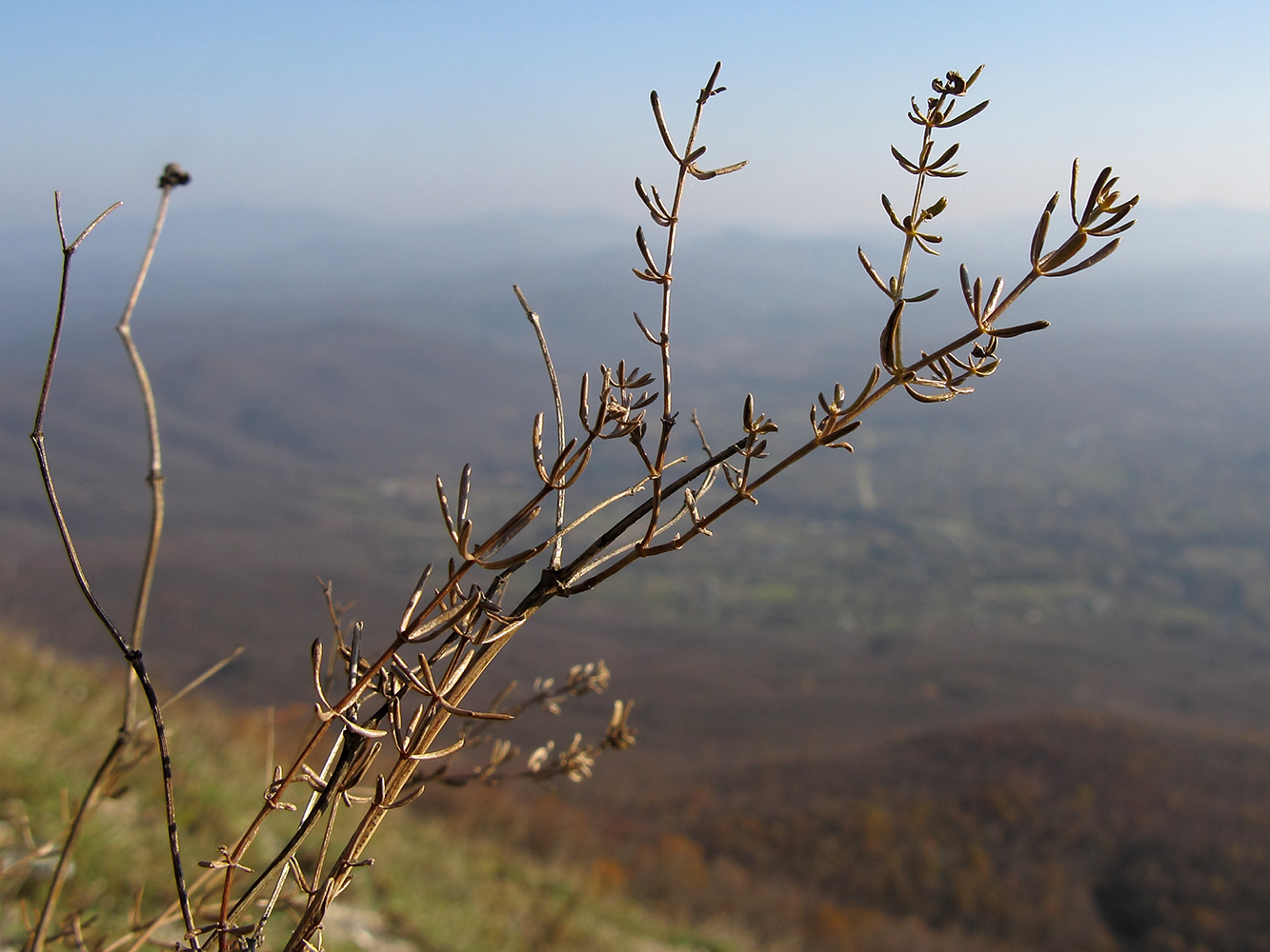 Изображение особи род Galium.