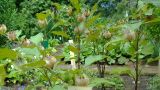 Nicandra physalodes