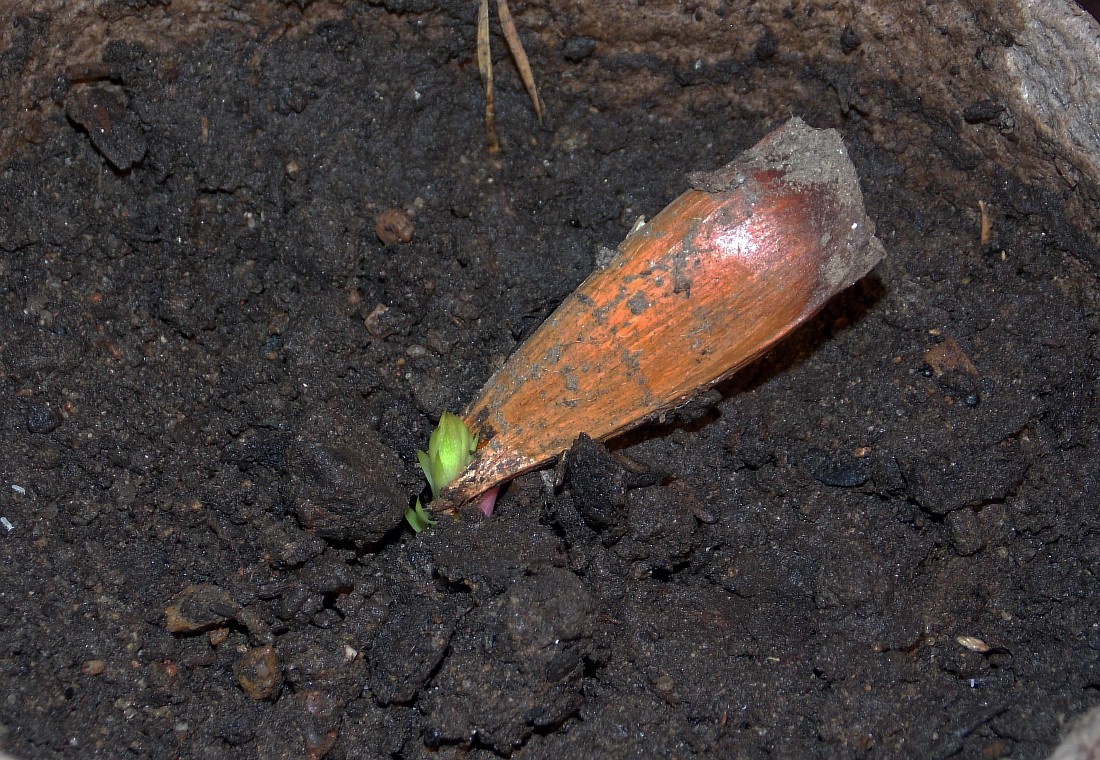 Изображение особи Araucaria araucana.