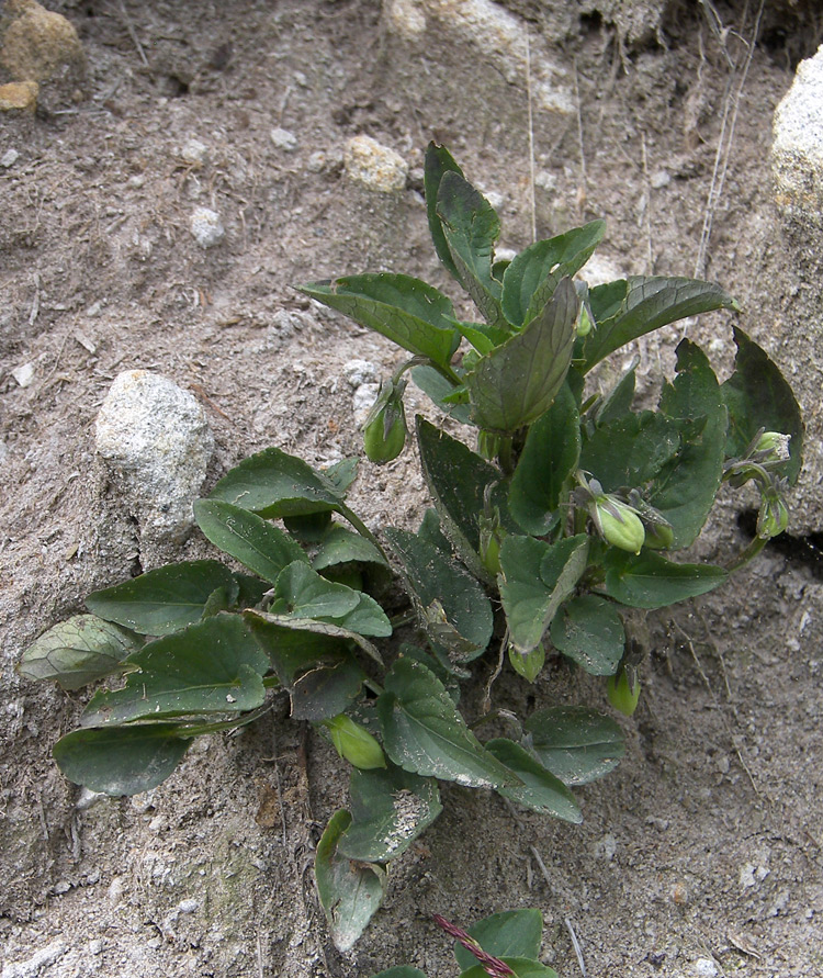 Image of Viola sieheana specimen.