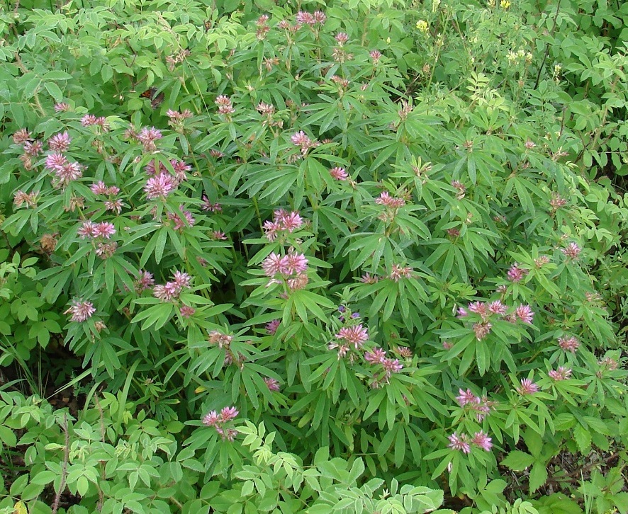 Изображение особи Trifolium lupinaster.