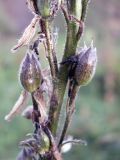 Delphinium iliense