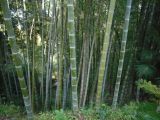 Phyllostachys pubescens